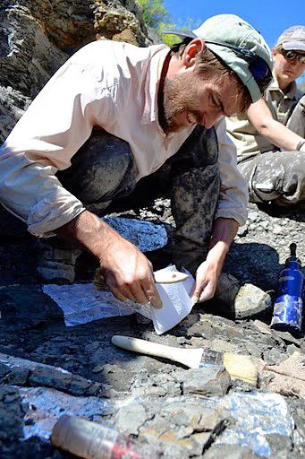 Plesiosaur unearthed